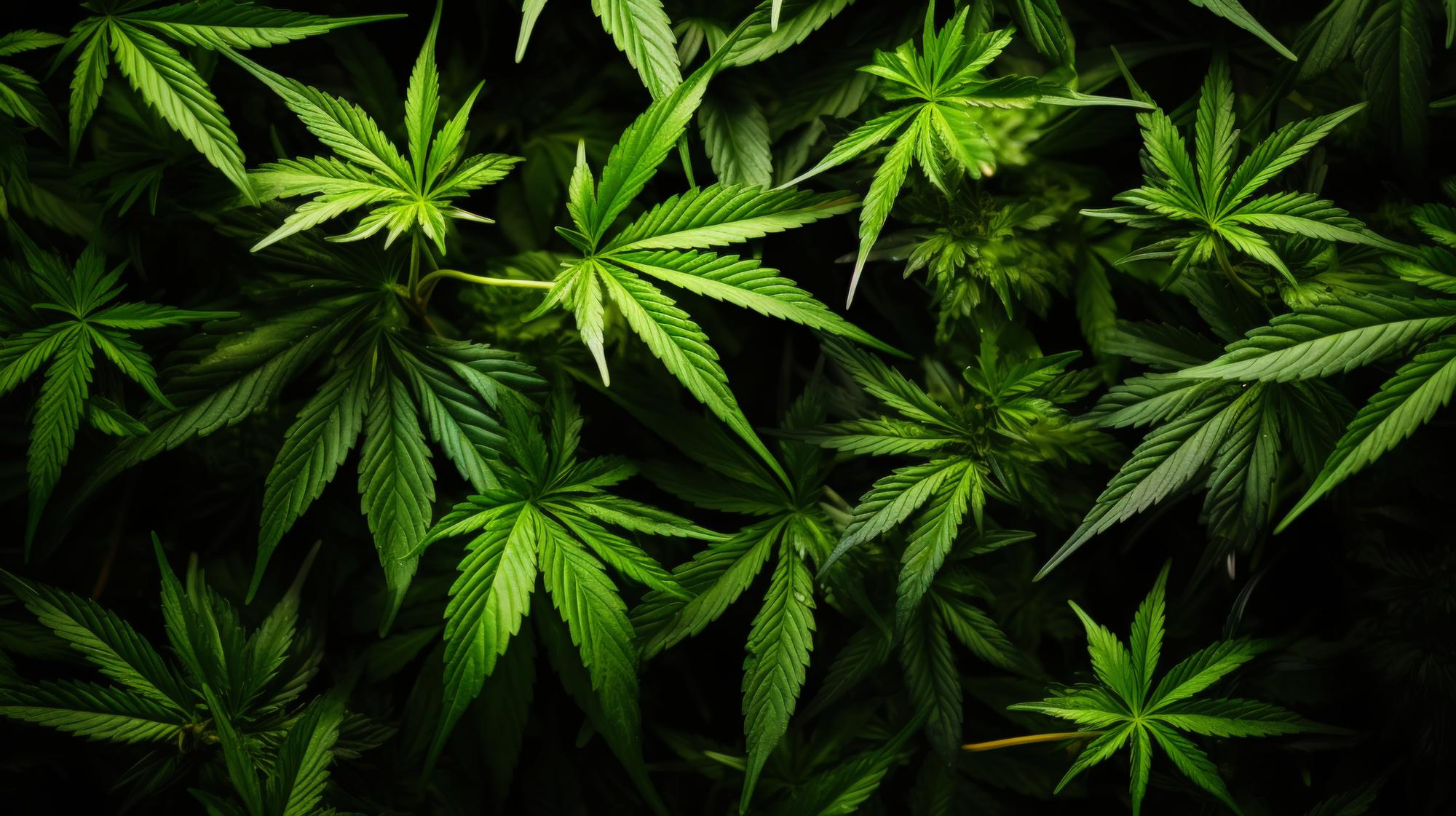 Cannabispflanze.jpg